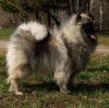Бамбина Из Мирашела