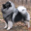 Алмазный Источник Амурчик Серебристый