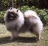 Leifhond Boudewyn Of Bc