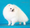 Canton White Marshmallow