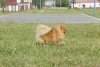Бефорэ Тайм Франческа Гауди Даймонд