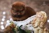 Диани Виктори Белинда Вест