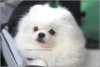 New's Pomeranian Bacon