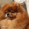Keytail's Endless Story