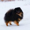 Сенсей Пом Аморетти Свити Кекс
