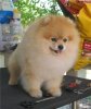 Dog Hi's California Maki Of Dorapoms