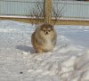 Veselaya Panda Iz Versavii