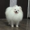 Маленький Секрет Юго Босс