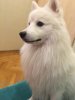 Акио