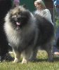 Suitkees Parel In Goud
