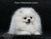 New's Pomeranian Joaan