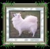 Kullhagas Beautiful Starlight