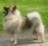 Schone Hund Blondy