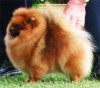 Ulenda Beau Jangles