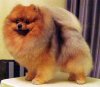 Pom-Passion Alexander
