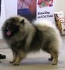 Айстраум Фил Феникс
