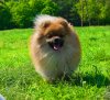 Кенигсвет Зель Мари Власта