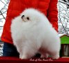 Pride Of Pom Grand Prix