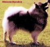 Wistonia Wyndixie