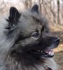Русское Серебро Алитет Бродяга