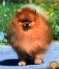 Kalo's Awesome Mini Mike