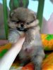 Макс Элит Фантастик Энджел Айс
