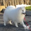 Snow-White Butterfly Sho