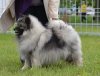 Schone Hund Dolche Vita