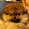 Лидер Айленд Этуаль Голд Эвридика