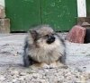 Фон Енькофф Гертруда