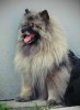 Schone Hund Lucky Star
