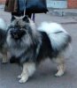 Невастар Ермолай Озорной Гуляка