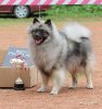 Schone Hund Taynstvennaya Noch