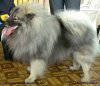 Schone Hund Amir