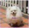 Mayopom's Jazzy