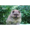 Grizzly Bear Zorro
