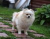 Колор Клоуд Черутти Дарс