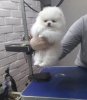 Невский Олимп Император