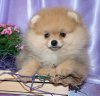 Шадэ Дансинг Квин Из Вестландии