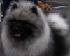 Arctic Kees Blaze Of Glory