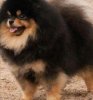 Fluke Pom's Thabthim