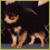 Wee Heart's Glen Iris Talisman