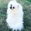 Помстаил Сноу Клеопатра