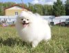 Снежная Династия Шиллер