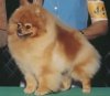 Glen Iris Duchess Of Castile