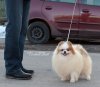 Американ Стар Жемчужина Кавказа