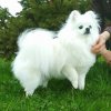 Белый Клык Снежная Лилия