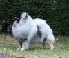 Алмазный Источник Серебряная Вуаль
