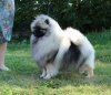 Алмазный Источник Снежная Вьюга