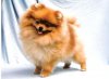 Soffie's Pom Pom